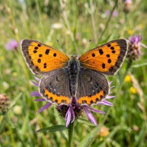Small copper