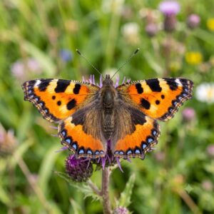 Small tortoiseshell