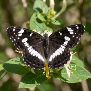 White Admiral