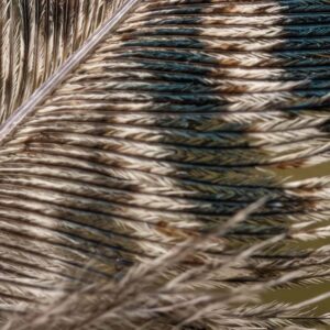 A Feather
