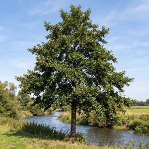 Alder (Alnus glutinosa)