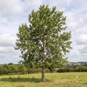 Aspen (Populus tremula)
