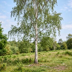 Birch, silver (Betula pendula)