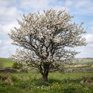 Blackthorn (Prunus spinosa)