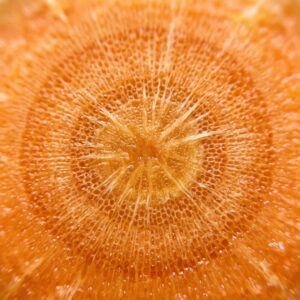 Carrot