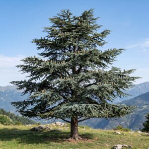 Cedar (Cedrus libani)