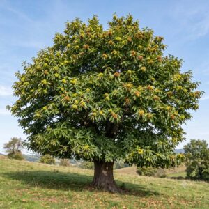 Chestnut, sweet (Castanea sativa)