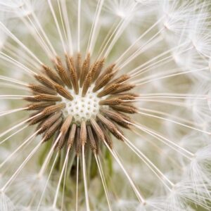 Dandelion
