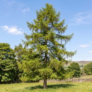 European larch (Larix decidua)