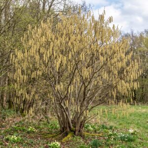 Hazel (Corylus avellana)