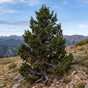 Juniper (Juniperus communis)