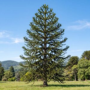 Monkey puzzle, Chile pine (Araucaria araucana)