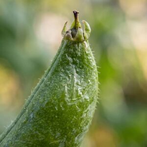 Peapod