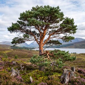 Pine, Scots (Pinus sylvestris)