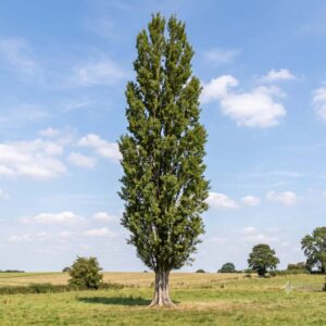 Poplar, black (Populus nigra subsp. betulifolia)