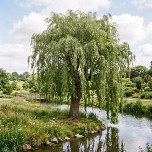 Weeping Willow