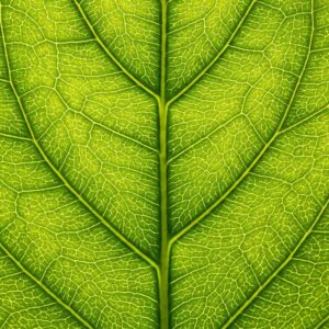 A Leaf