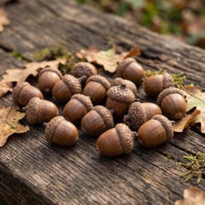 Acorns