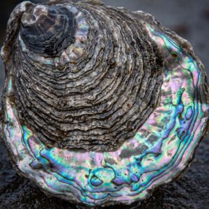 An Oyster