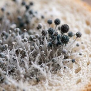 Bread Mould