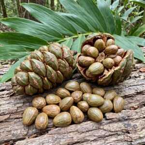 Bunya nuts