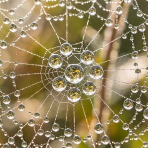 Dew on a Spider Web