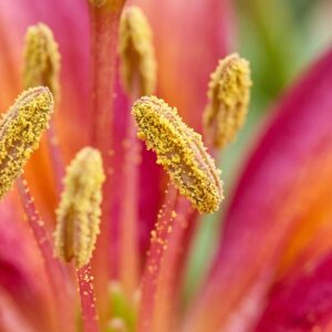 Flower stamens and pollen