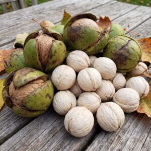 Hickory Nuts