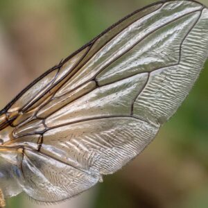 Insect Wing