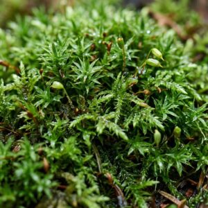 Moss