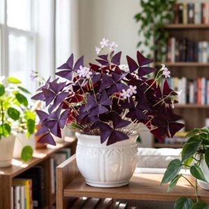 Purple Shamrock (Oxalis triangularis)
