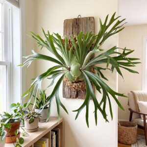 Staghorn Fern (Platycerium)