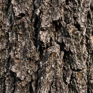 Tree Bark