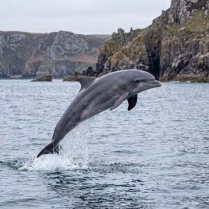 Bottlenose Dolphin