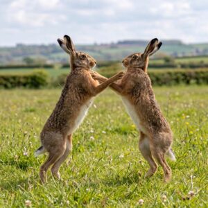 Brown Hare
