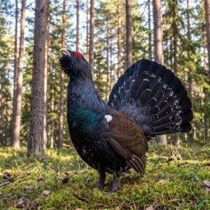 Capercaillie (large grouse)