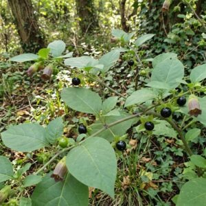 Deadly Nightshade (Atropa belladonna)