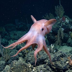 Dumbo Octopus