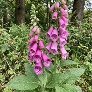Foxglove (Digitalis purpurea)