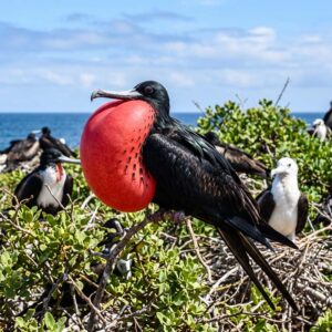 Frigatebird