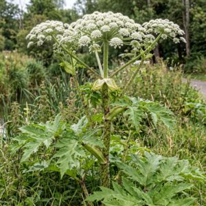 Giant Hogweed