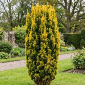 Golden Irish Yew