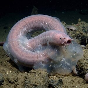 Hagfish