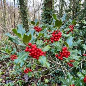 Holly (Ilex aquifolium)