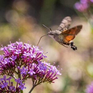 Hummingbird Hawkmoth