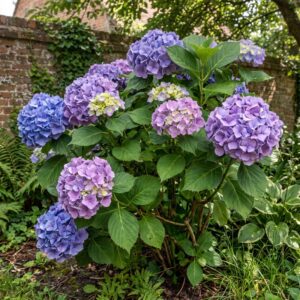 Hydrangea