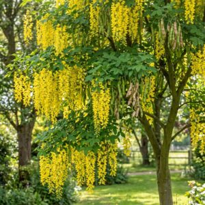 Laburnum (Laburnum anagyroides)