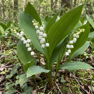 Lily of the Valley