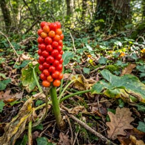 Lords & LadiesCuckoo Pint (Arum maculatum)