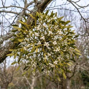 Mistletoe